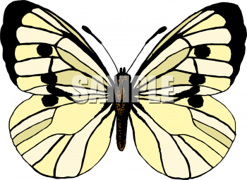 Insect Clipart