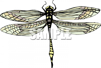 Insect Clipart