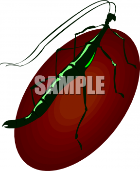 Insect Clipart