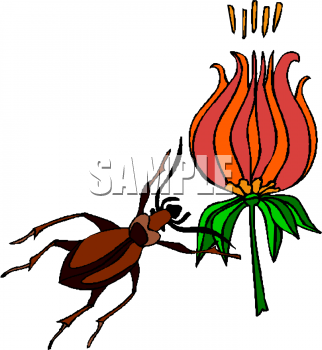 Insect Clipart