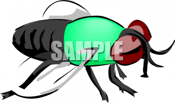 Insect Clipart