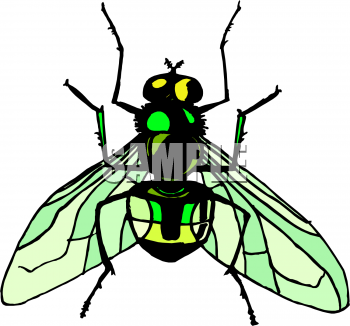 Insect Clipart