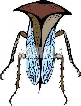 Insect Clipart