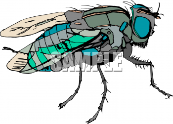 Insect Clipart