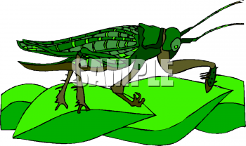 Insect Clipart