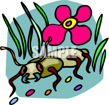 Insect Clipart
