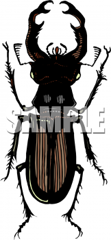 Insect Clipart
