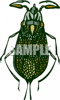 Insect Clipart