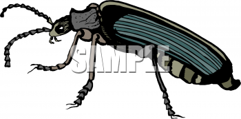 Insect Clipart