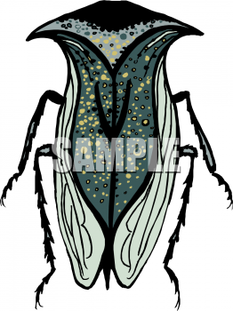 Insect Clipart