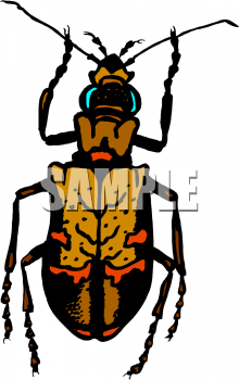 Insect Clipart