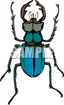 Insect Clipart