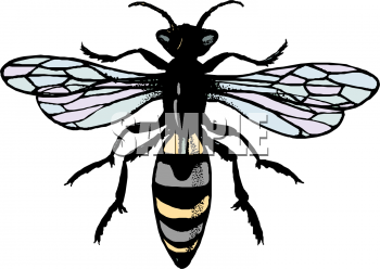 Insect Clipart