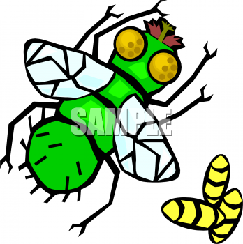 Insect Clipart