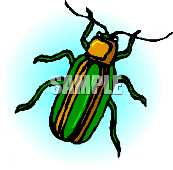 Insect Clipart