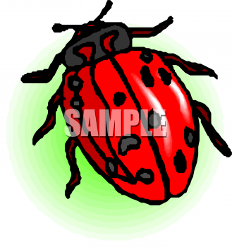 Insect Clipart