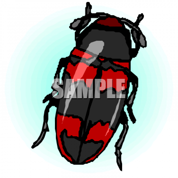 Insect Clipart