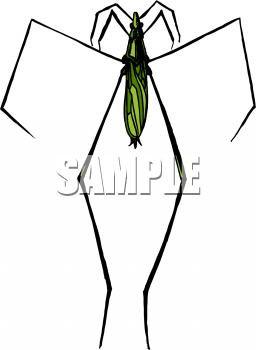 Insect Clipart