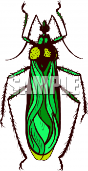 Insect Clipart