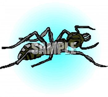 Insect Clipart