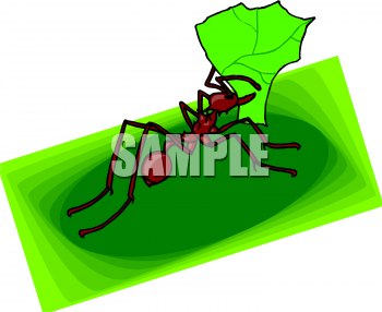 Insect Clipart