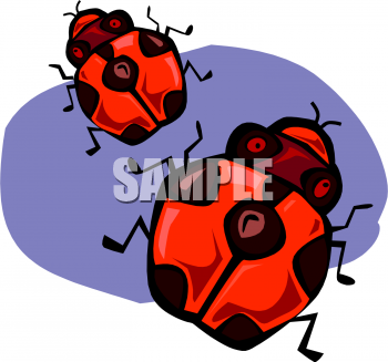 Beetle Clipart