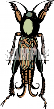 Insect Clipart