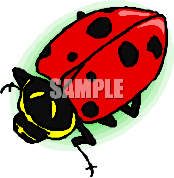 Insect Clipart
