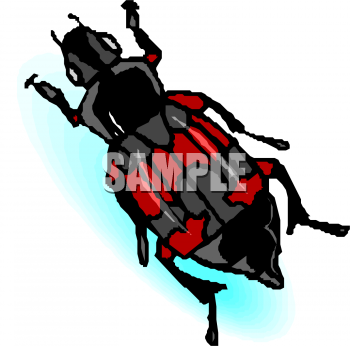 Insect Clipart