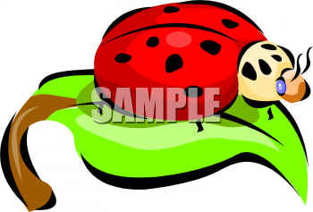 Insect Clipart