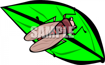Insect Clipart