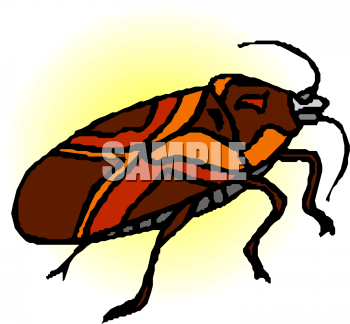 Insect Clipart