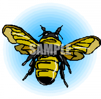 Insect Clipart