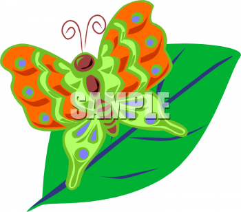 Insect Clipart