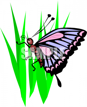 Insect Clipart