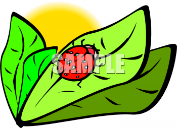 Insect Clipart