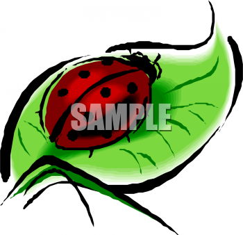 Insect Clipart