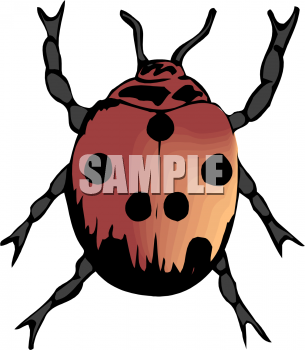 Insect Clipart