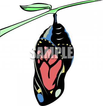 Insect Clipart