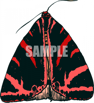 Insect Clipart