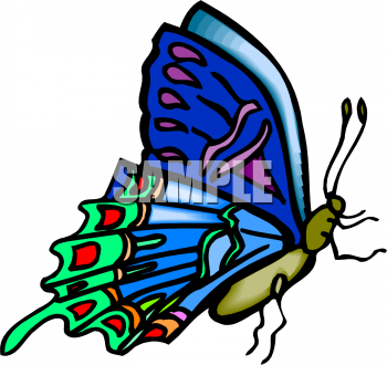Insect Clipart