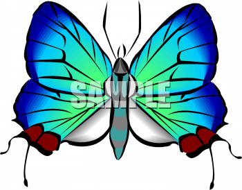 Insect Clipart