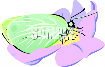 Insect Clipart