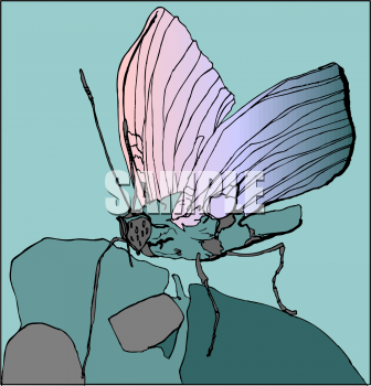 Insect Clipart