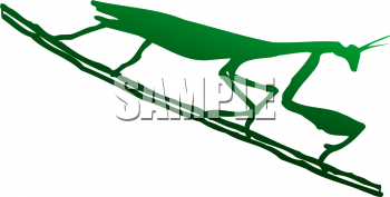 Insect Clipart