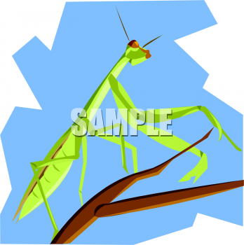Insect Clipart