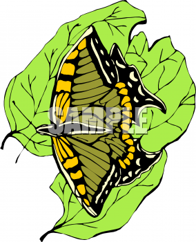 Insect Clipart