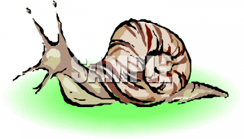 Insect Clipart