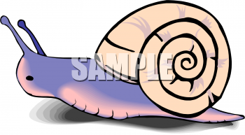 Mollusk Clipart