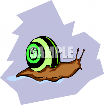 Mollusk Clipart